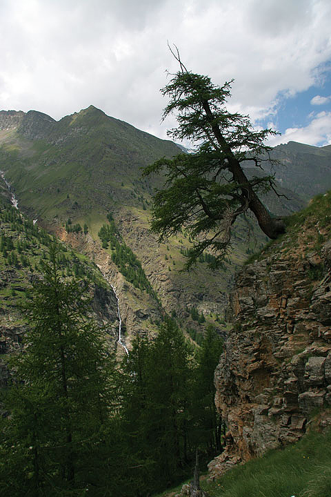 il Gran Paradiso e i suoi animali